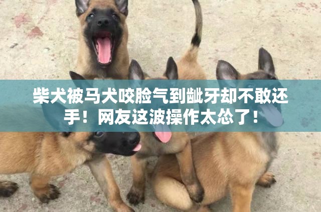 柴犬被马犬咬脸气到龇牙却不敢还手！网友这波操作太怂了！