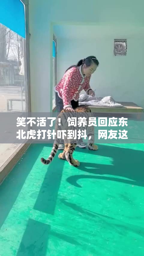 饲养员回应东北虎打针吓到抖