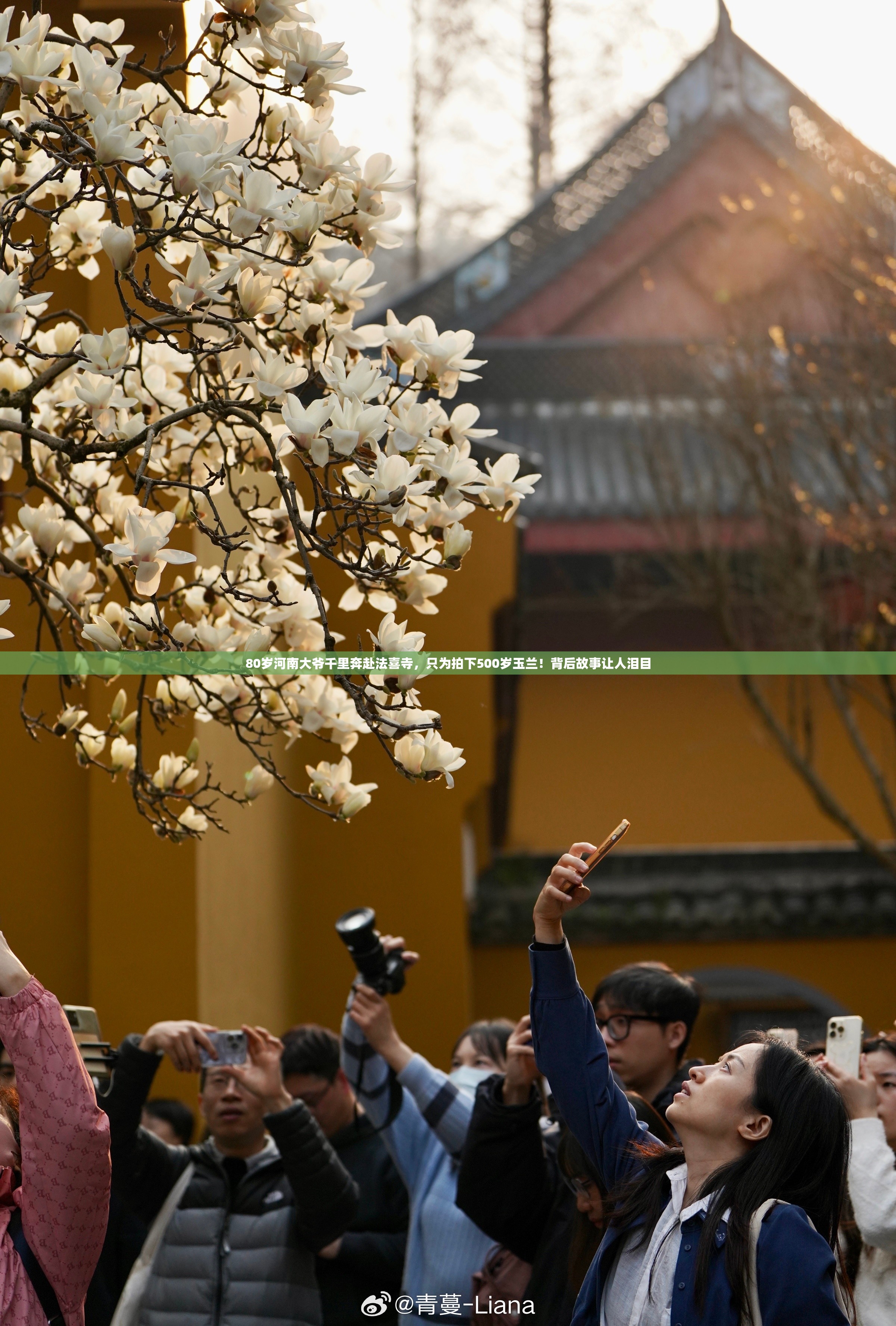 80岁河南大爷千里奔赴法喜寺，只为拍下500岁玉兰！背后故事让人泪目