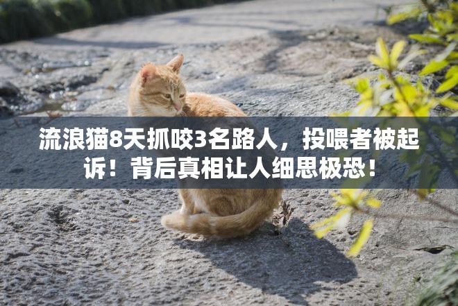 流浪猫8天抓咬3名路人投喂者被起诉