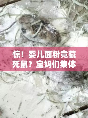 婴儿面粉有死鼠