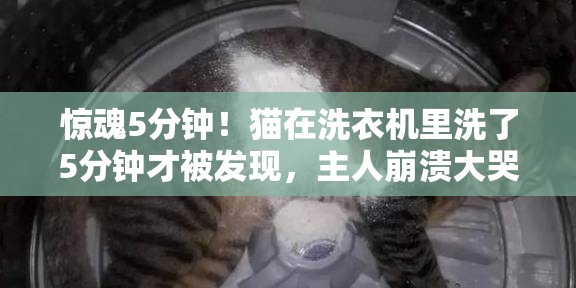 惊魂5分钟！猫在洗衣机里洗了5分钟才被发现，主人崩溃大哭！